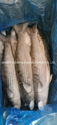 Mar da China capturado salmonete congelado sem ovas